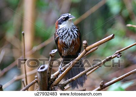 Stock Image - Streak-breasted scimitar-babbler on twig, front view. Fotosearch