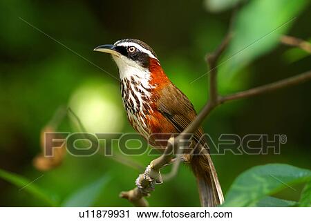 Stock Image - Streak-breasted scimitar-babbler perching on branch, side view. Fotosearch