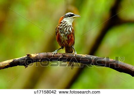 Stock Image - Streak-breasted scimitar-babbler standing on branch, front view. Fotosearch