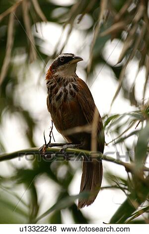 Stock Photo - Streak-breasted scimitar-babbler perching on branch, front view. Fotosearch