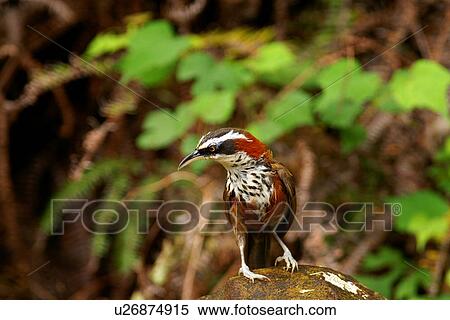 Streak-breasted scimitar-babbler standing on stone, front view View Large Photo Image Stock Photography - Streak-breasted scimitar-babbler standing on stone, front view. Fotosearch