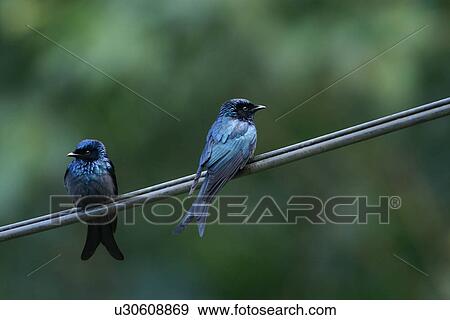 Two blue birds on twig, side view View Large Photo Image Stock Photo - Two blue birds on twig, side view. Fotosearch