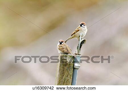 Two eurasian tree sparrows perching back to back on top of stump, side view View Large Photo Image Stock Image - Two eurasian tree sparrows perching back to back on top of stump, side view. Fotosearch