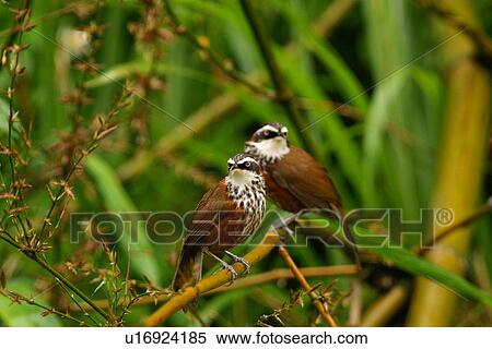 Two streak-breasted scimitar-babbler on twig, side view View Large Photo Image Stock Photography - Two streak-breasted scimitar-babbler on twig, side view. Fotosearch
