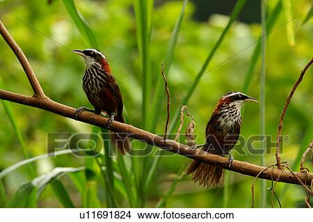 Two streak-breasted scimitar-babblers on twig, side view View Large Photo Image Picture - Two streak-breasted scimitar-babblers on twig, side view. Fotosearch