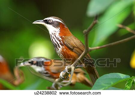 Two streak-breasted scimitar-babblers on branch, side view View Large Photo Image Stock Image - Two streak-breasted scimitar-babblers on branch, side view. Fotosearch