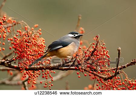 Stock Photograph - White-eared sibia on branch, profile. Fotosearch