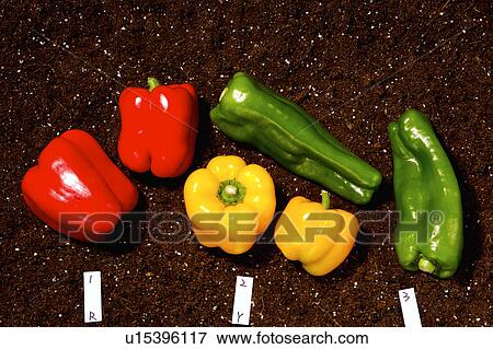 Bell Peppers View Large Photo Image Stock Photo - Bell Peppers. Fotosearch