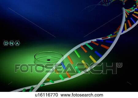 Stock Image - DNA structure and petri dish (Digital Composite). Fotosearch