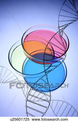 Stock Photography - DNA structure and petri dishes. Fotosearch