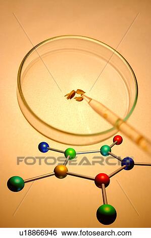Molecular structure and petri dish (Digital Composite) View Large Photo Image Stock Photograph - Molecular structure and petri dish (Digital Composite). Fotosearch