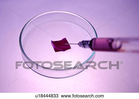 Stock Image - Petri dish and syringe. Fotosearch