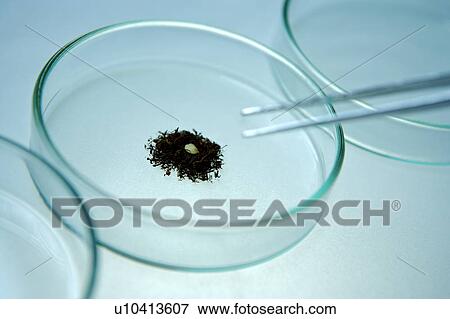Petri dish with seed and tweezers View Large Photo Image Stock Photo - Petri dish with seed and tweezers. Fotosearch