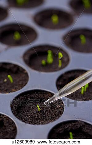 Stock Photo - Pipette dropping liquid into seedling in greenhouse. Fotosearch