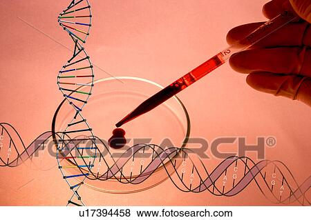 Pipette emitting liquid into petri dish, close-up View Large Photo Image Stock Photo - Pipette emitting liquid into petri dish, close-up. Fotosearch