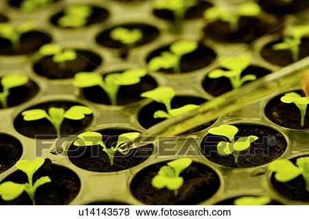 Pipette over seedlings in greenhouse View Large Photo Image Stock Photo - Pipette over seedlings in greenhouse. Fotosearch