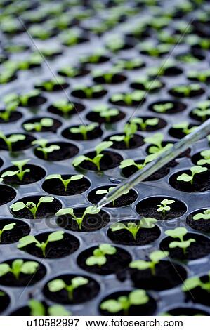 Stock Photo - Pipette over seedlings. Fotosearch