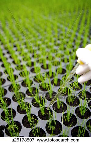 Stock Photo - Pipette over seedlings. Fotosearch