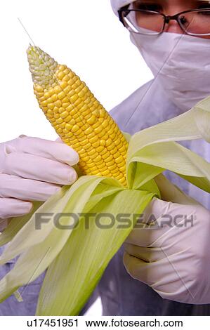 Stock Image - Researcher examining corn. Fotosearch