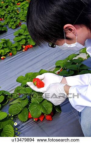 Picture - Researcher examining strawberry in greenhouse. Fotosearch