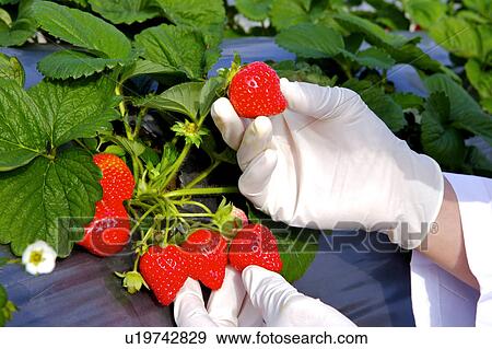 Stock Photo - Researcher examining strawberry in greenhouse. Fotosearch