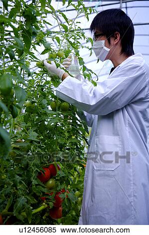 Researcher examining tomato in greenhouse View Large Photo Image Stock Photography - Researcher examining tomato in greenhouse. Fotosearch