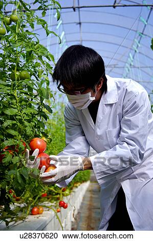 Researcher examining tomatoes in greenhouse View Large Photo Image Stock Image - Researcher examining tomatoes in greenhouse. Fotosearch
