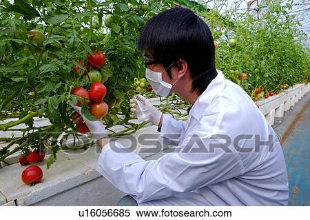 Stock Photography - Researcher examining tomatoes in greenhouse. Fotosearch