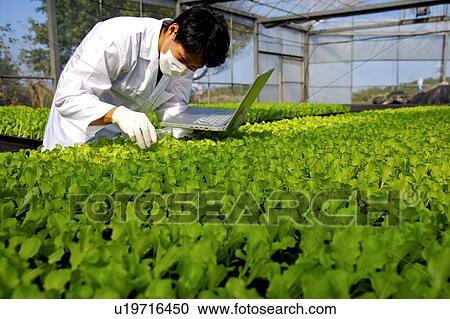 Stock Image - Researcher using laptop and examining plant. Fotosearch