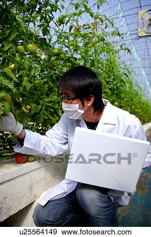 Stock Photo - Researcher using laptop and examining tomatoes in greenhouse. Fotosearch