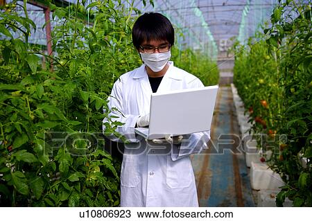 Stock Image - Researcher using laptop in greenhouse. Fotosearch