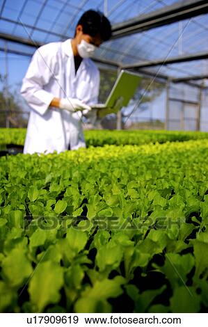 Researcher using laptop in greenhouse View Large Photo Image Stock Photo - Researcher using laptop in greenhouse. Fotosearch