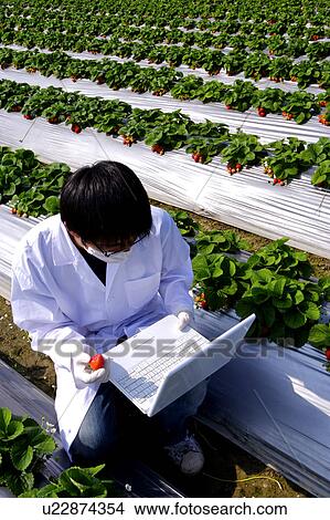 Picture - Researcher using laptop in strawberry field. Fotosearch