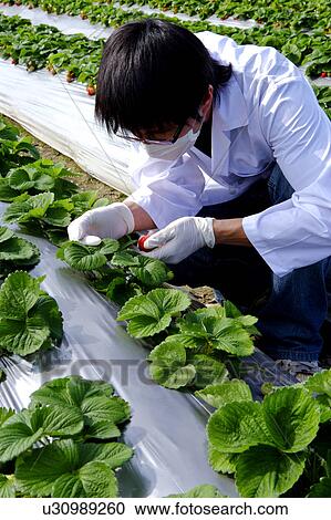 Stock Image - Scientist inspecting plants in a greenhouse. Fotosearch