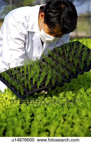 Scientist inspecting plants in greenhouse View Large Photo Image Stock Image - Scientist inspecting plants in greenhouse. Fotosearch