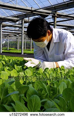 Stock Photograph - Scientist inspecting plants in greenhouse. Fotosearch