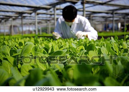 Stock Image - Scientist inspecting plants. Fotosearch