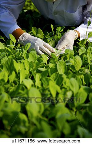 Scientist inspecting plants View Large Photo Image Stock Photograph - Scientist inspecting plants. Fotosearch