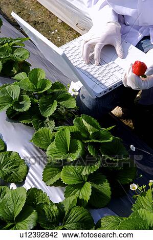 Scientist inspecting strawberry in greenhouse View Large Photo Image Stock Image - Scientist inspecting strawberry in greenhouse. Fotosearch