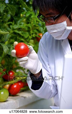 Stock Photo - Scientist inspecting tomato. Fotosearch