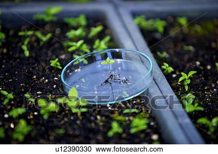 Seedling in petri dish in greenhouse View Large Photo Image Stock Image - Seedling in petri dish in greenhouse. Fotosearch