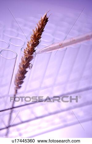 Syringe Injects a Grain of Wheat in a Row of Test Tubes View Large Photo Image Stock Image - Syringe Injects a Grain of Wheat in a Row of Test Tubes. Fotosearch