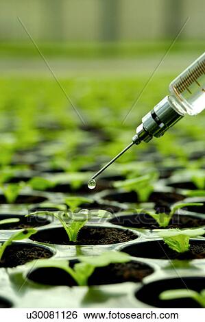 Syringe over plant in greenhouse View Large Photo Image Stock Photograph - Syringe over plant in greenhouse. Fotosearch