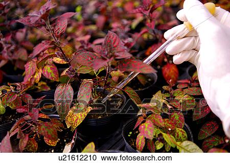 Technician dripping liquid with pipette onto plant View Large Photo Image Stock Image - Technician dripping liquid with pipette onto plant. Fotosearch