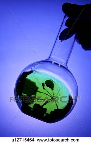 Picture - Technician holding flask with plant, close up. Fotosearch