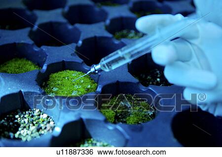 Stock Photograph - Technician holding syringe in greenhouse. Fotosearch