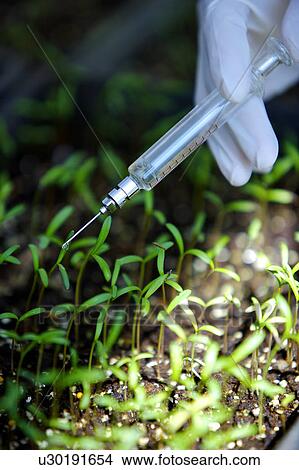 Technician holding syringe over seedlings, focus on hand View Large Photo Image Picture - Technician holding syringe over seedlings, focus on hand. Fotosearch