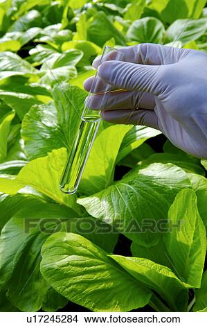 Picture - Technician holding test tube with liquid in greenhouse. Fotosearch