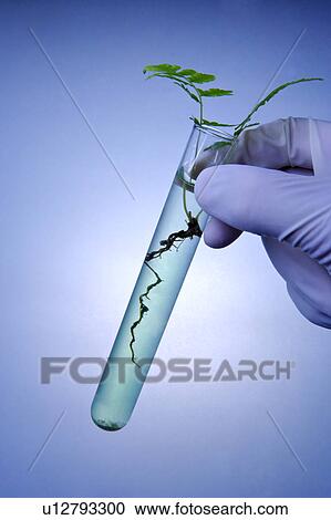 Technician holding test tube with plant View Large Photo Image Stock Image - Technician holding test tube with plant. Fotosearch