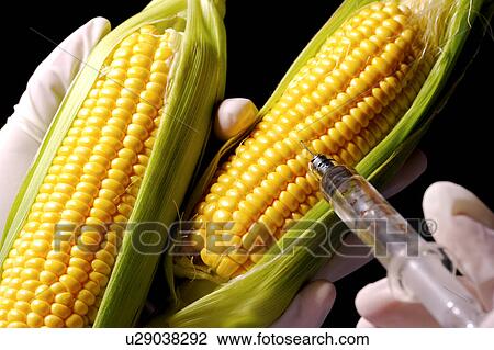 Technician injecting liquid into sweetcorn, focus on hand View Large Photo Image Stock Image - Technician injecting liquid into sweetcorn, focus on hand. Fotosearch